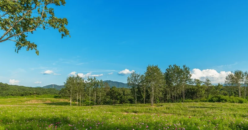 Budget et logistique : combien coûte vraiment une semaine en forêt