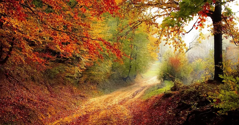 Quand partir en forêt : les saisons et les pièges à éviter