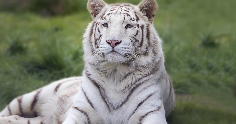 Inde : l'obsession du tigre du Bengale