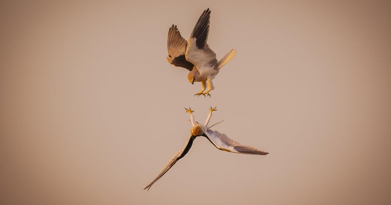 Safari photo : les meilleures destinations pour observer la faune sauvage