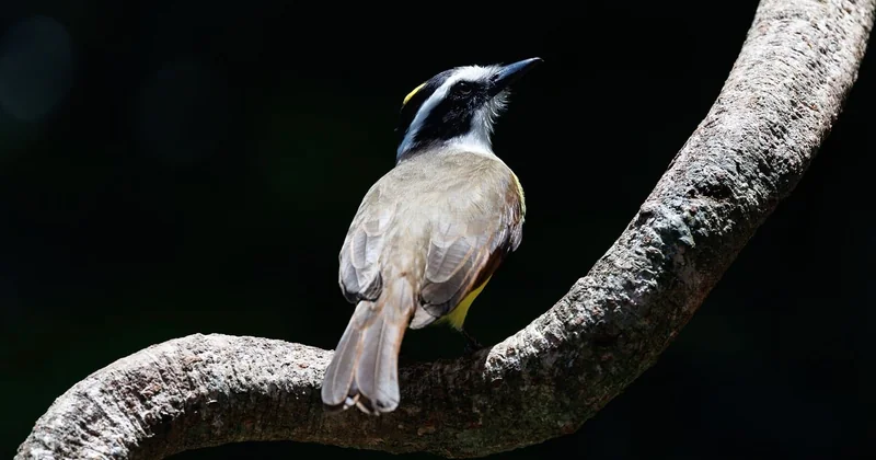 Costa Rica : la biodiversité facile, mais pas toujours spectaculaire